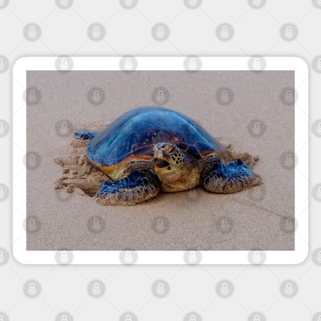 Yawning Sea Turtle Sticker by H. R. Sinclair